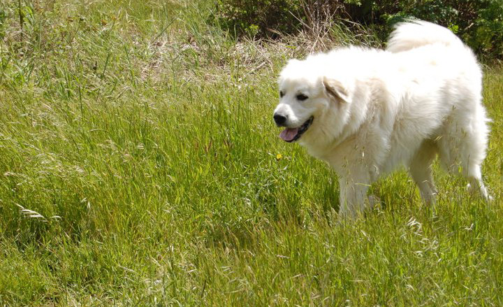 Apartment Pet Waste Removal in Amarillo